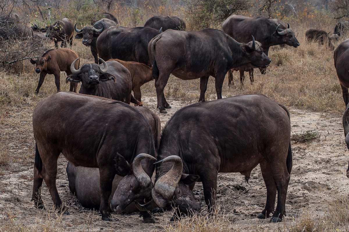Wildes Afrika wildes afrika