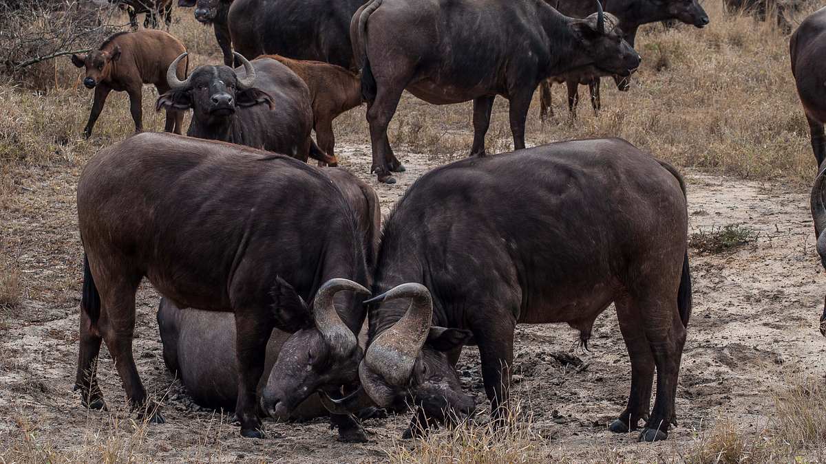 wildes afrika