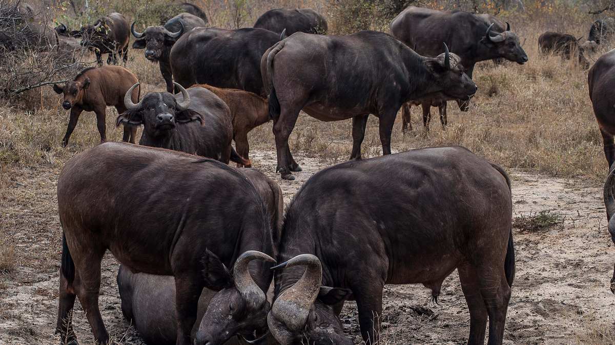 wildes afrika
