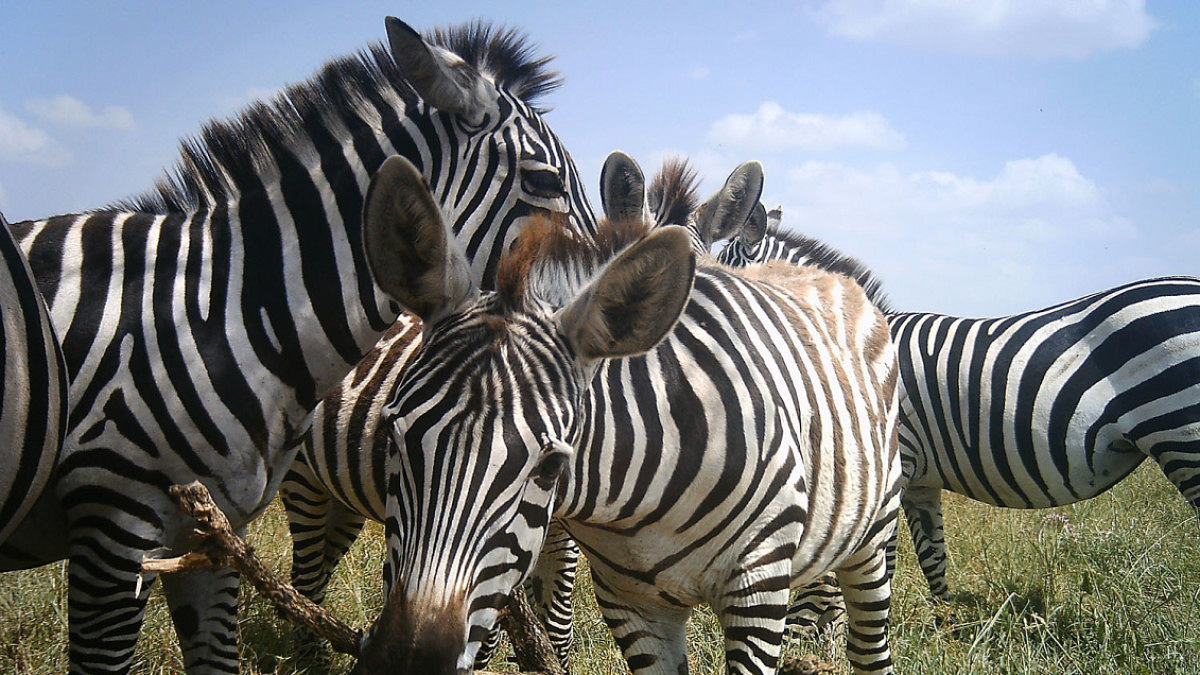 die komischsten tiergesichter