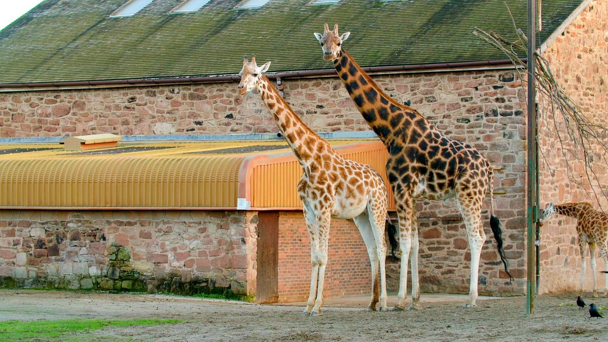 zoo und so - tierisch wild!