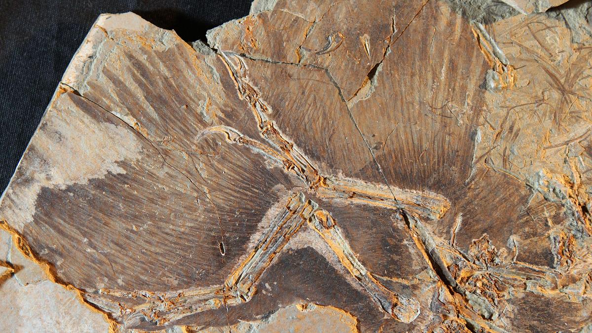 das wahre gesicht der dinosaurier