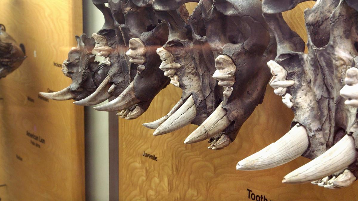 die einstigen herrscher des tierreichs