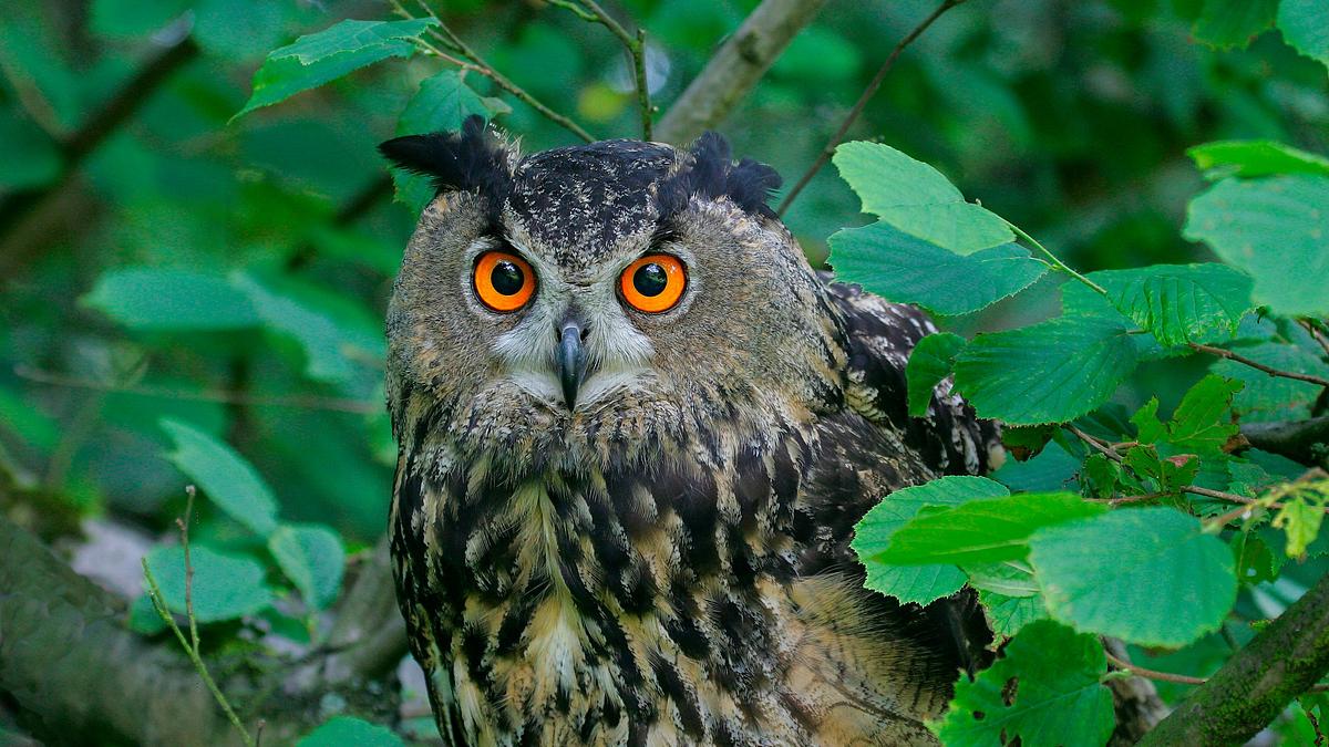 neues leben nach der ahrflut - die rückkehr der natur