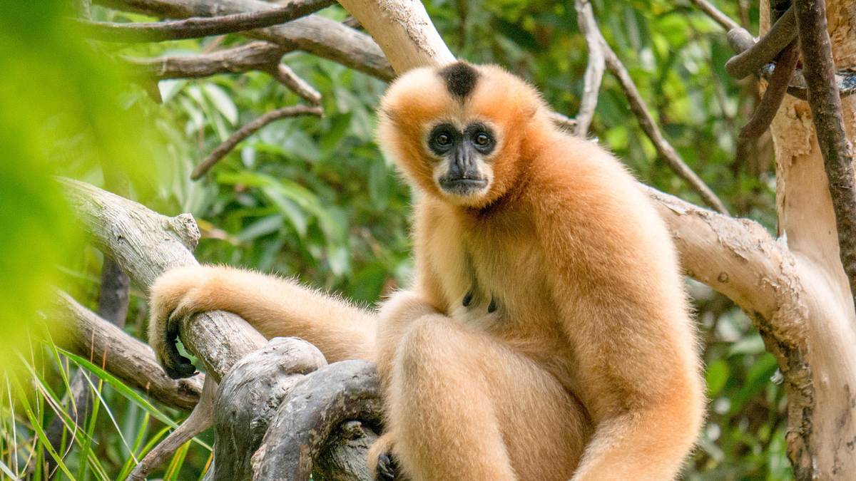 bronx zoo - tierpark der superlative