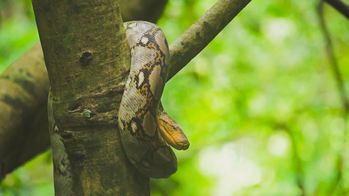 thailands faszinierende wildnis