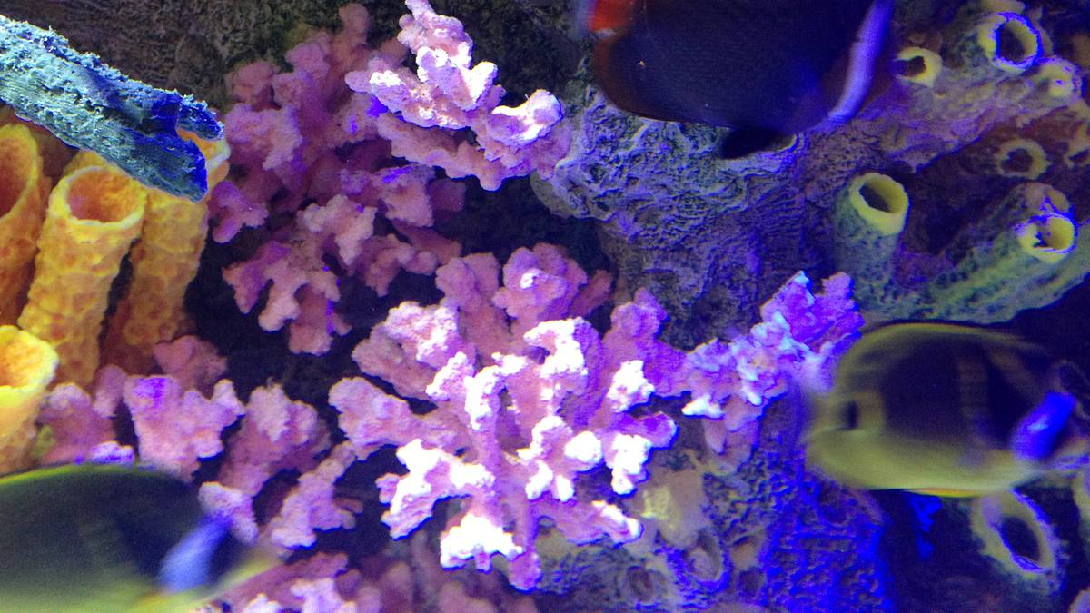 fish tank kings - gigantische wasserwelten