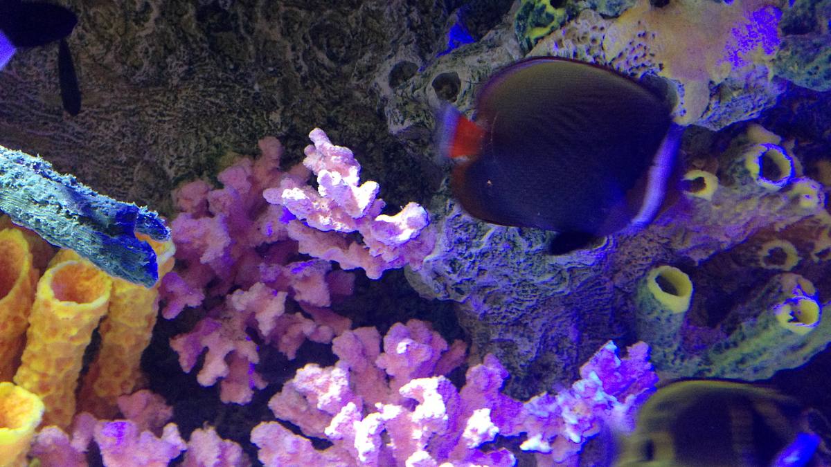 fish tank kings - gigantische wasserwelten