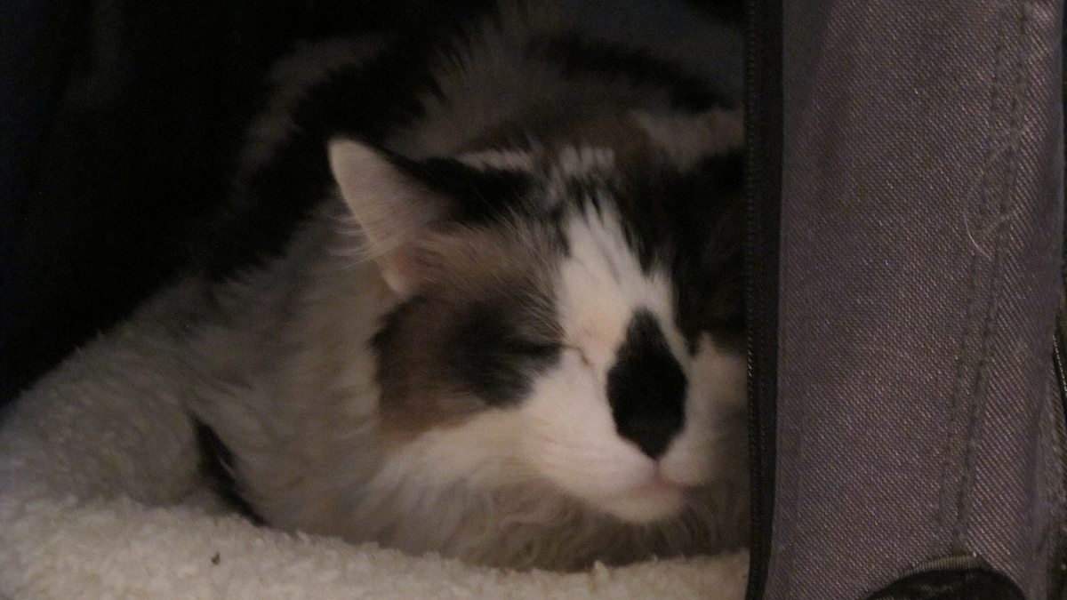 der katzenflüsterer