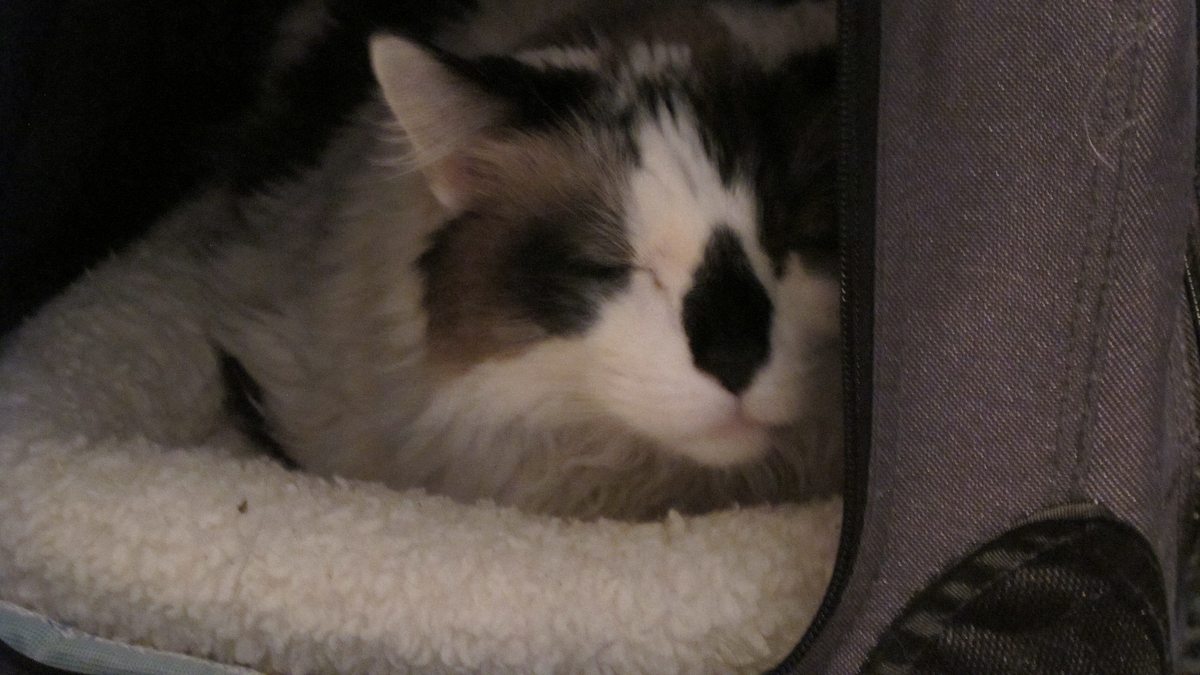 der katzenflüsterer