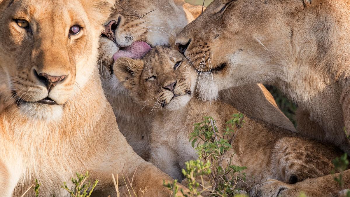 big cat tales - afrikas raubkatzen