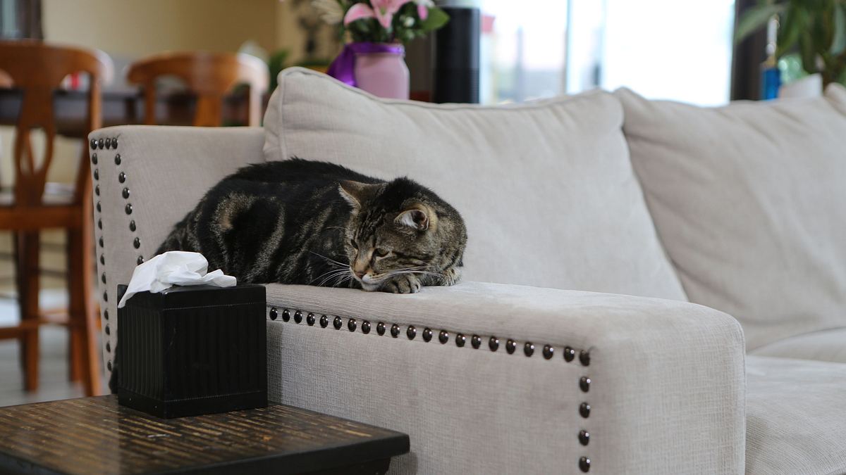 der katzenflüsterer