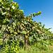 Unterwegs in Sachsen-Anhalt - Weinregion Saale-Unstrut Thumbnail