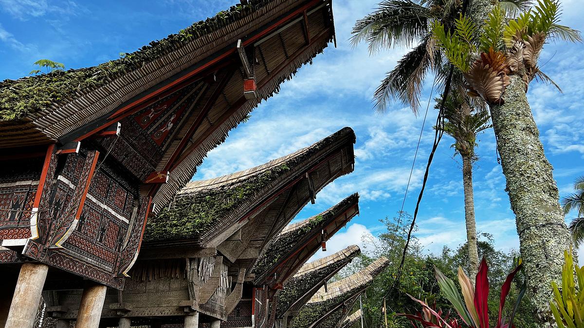 sulawesi - totenkult und tradition