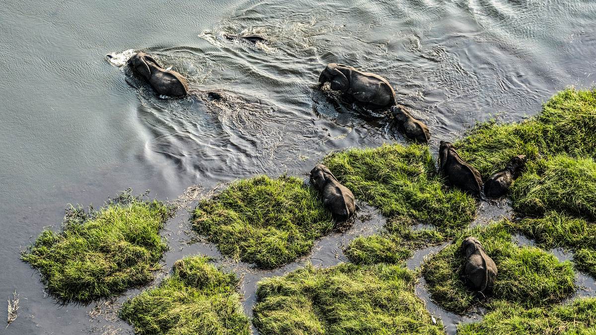 okawango - fluss der träume