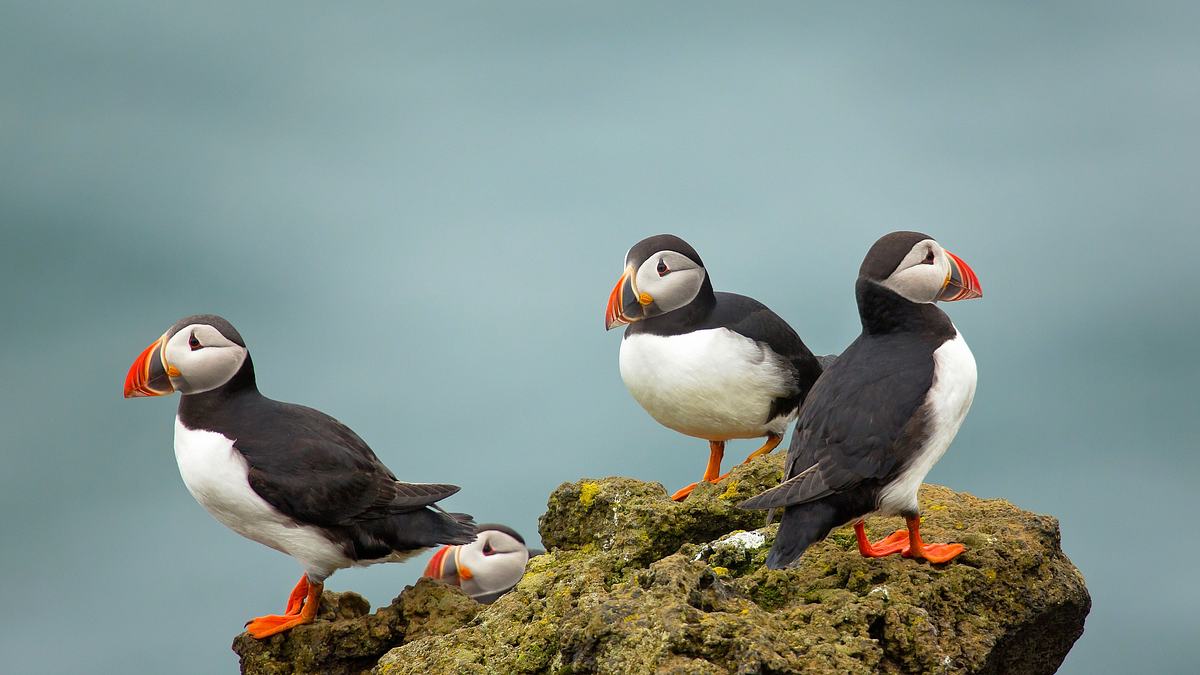 die papageientaucher-patrouille auf island