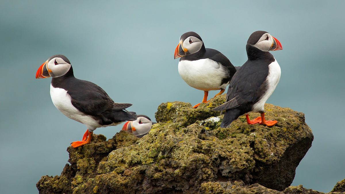 die papageientaucher-patrouille auf island