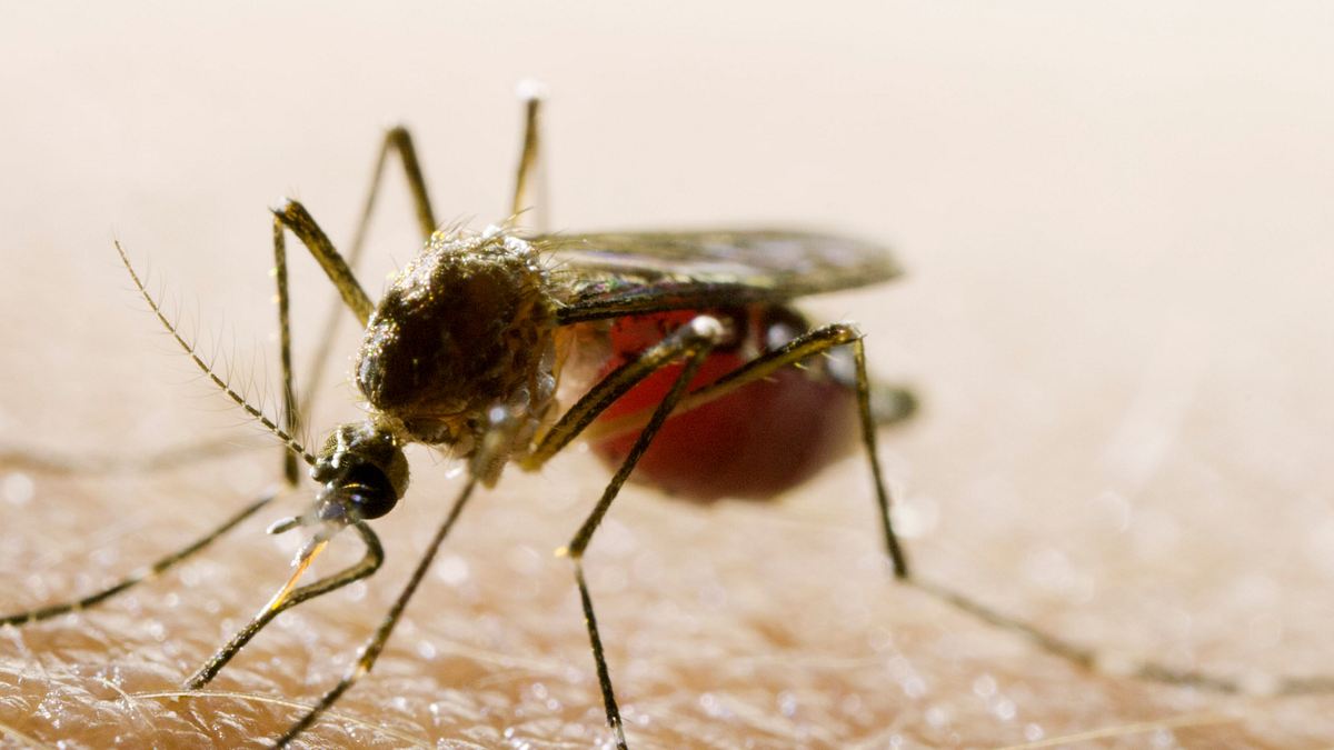 mosquito - tödliche gefahr
