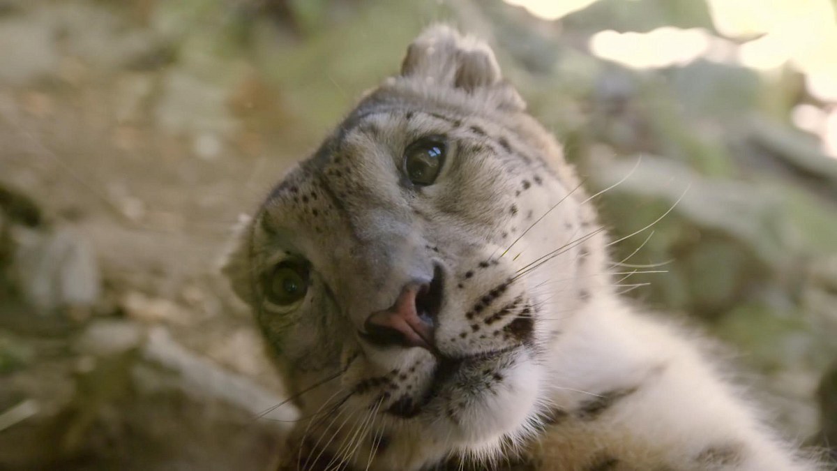 bronx zoo - tierpark der superlative