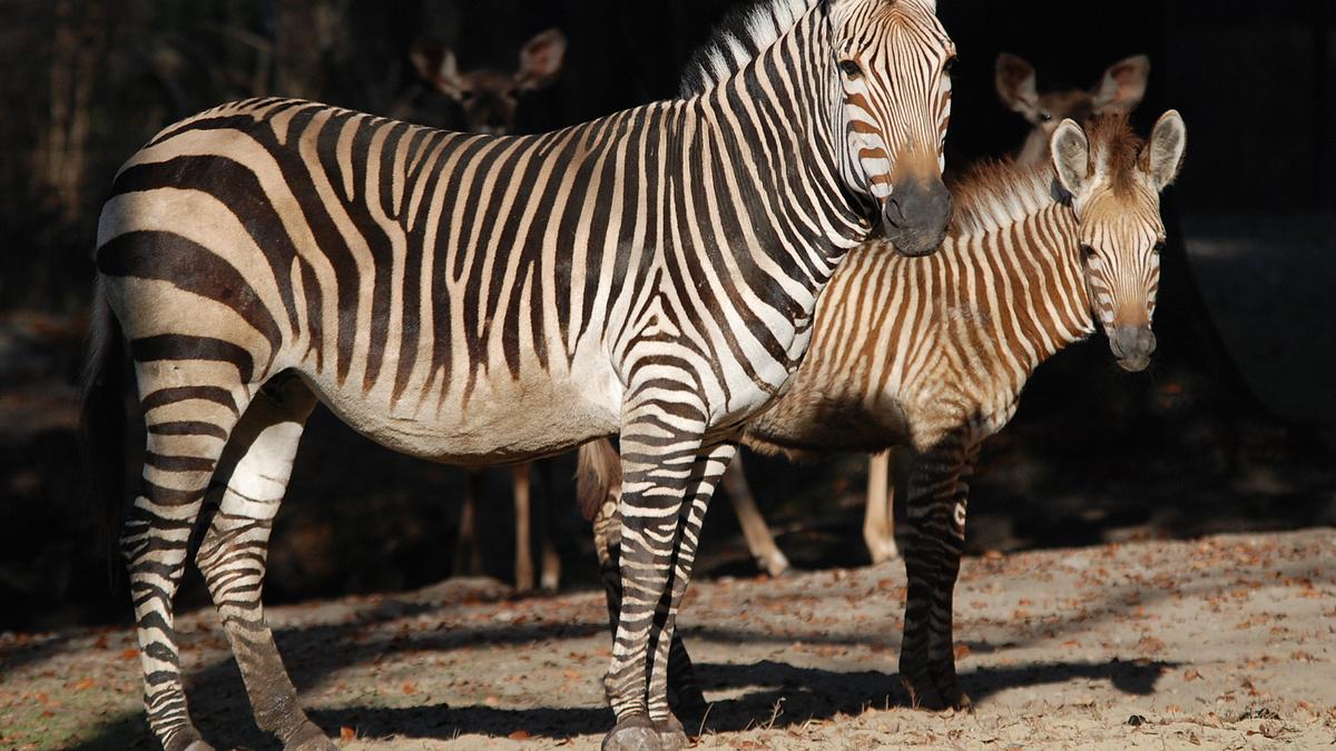 nashorn, zebra & co.