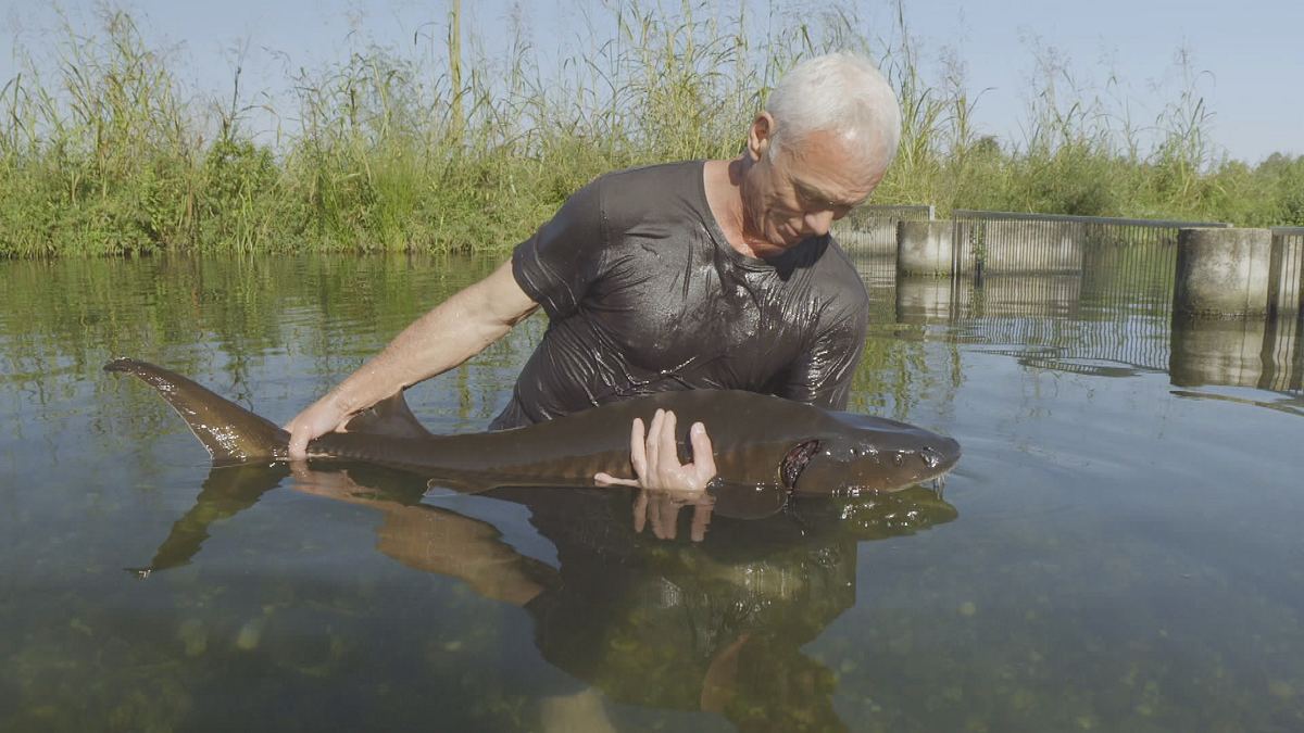 dark waters mit jeremy wade