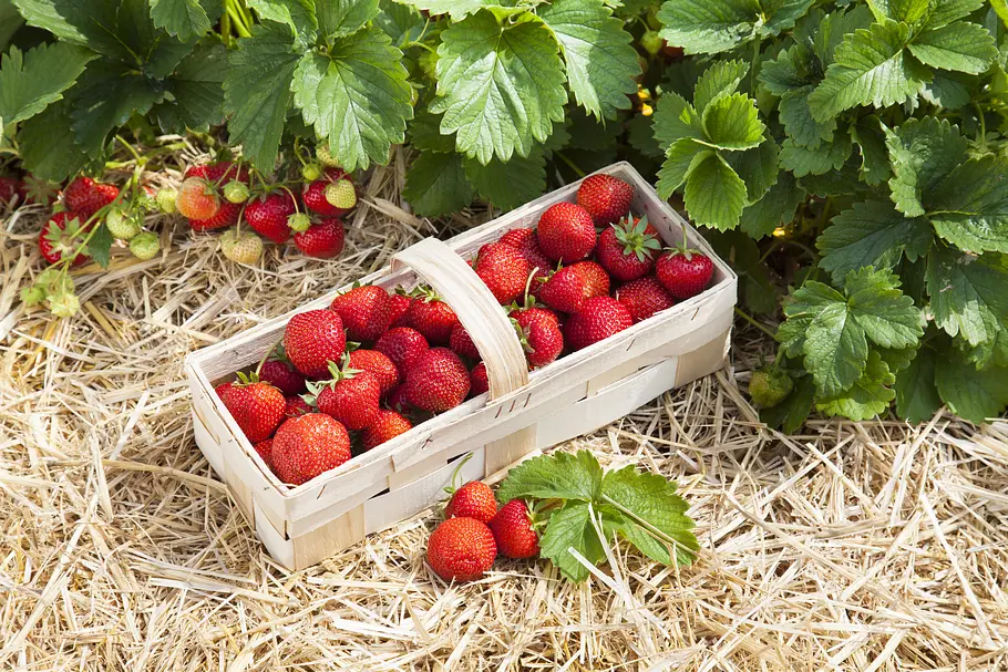 Die Beet-Brüder die beet-brüder