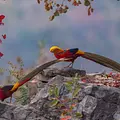 Baishanzu - Chinas unbekanntes Naturjuwel Thumbnail