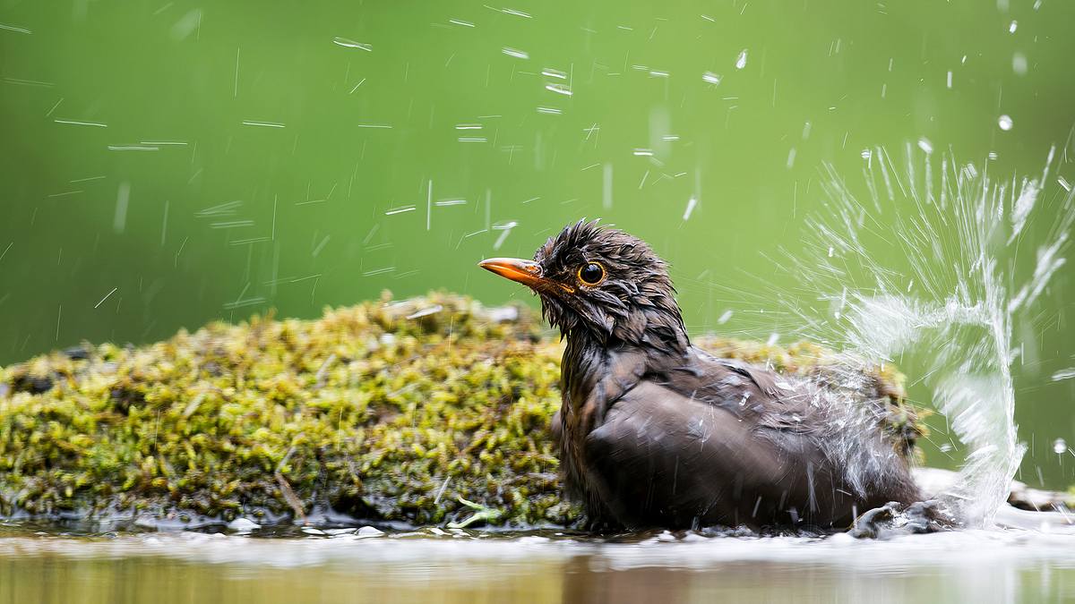 die magie der vögel - was birdwatcher begeistert