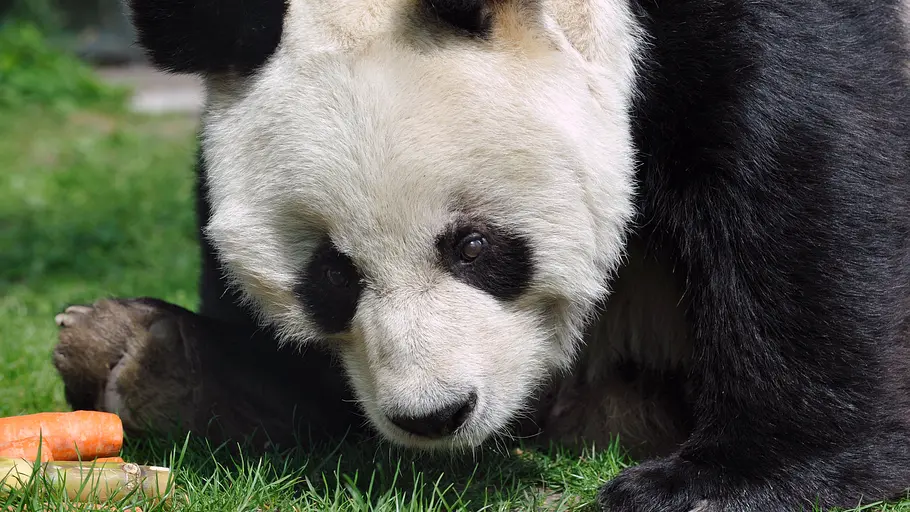 panda, gorilla & co.