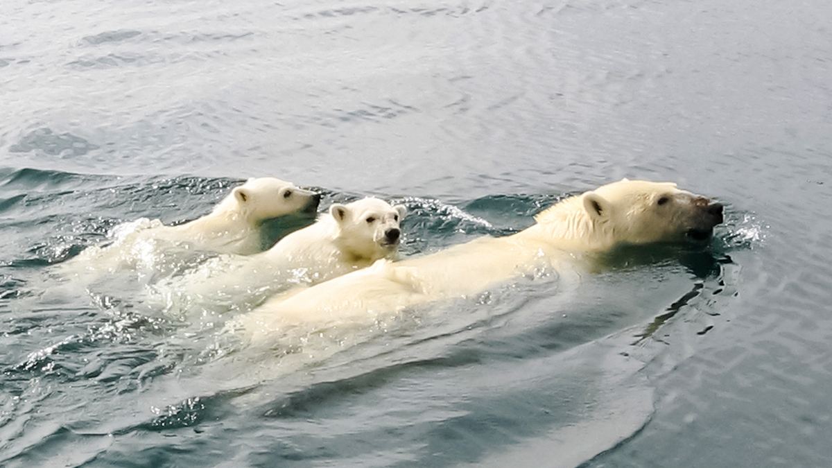 die reise der eisbären
