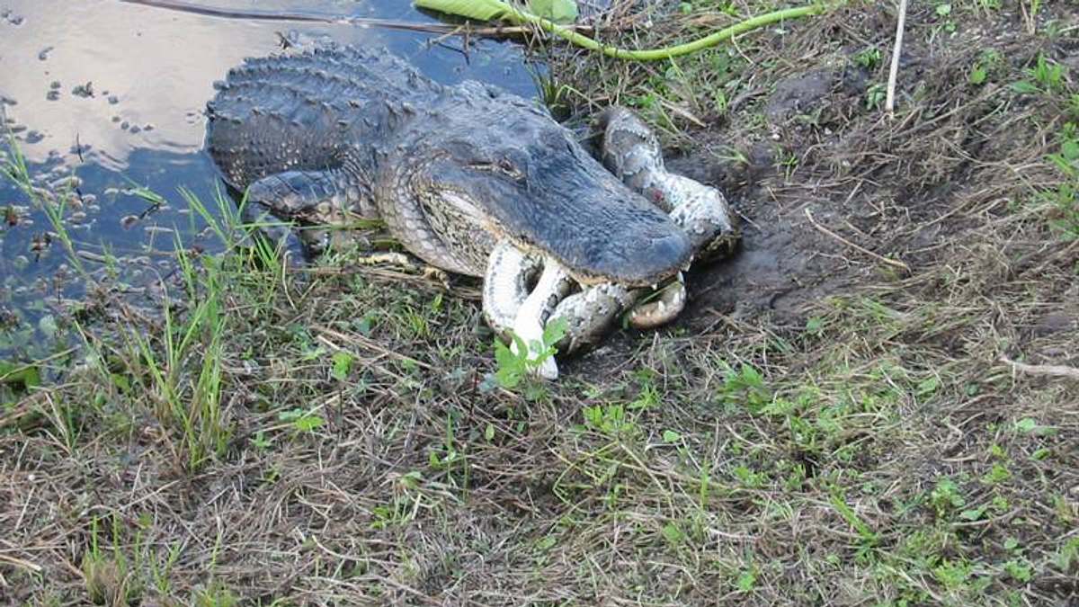 20 tiere die töten