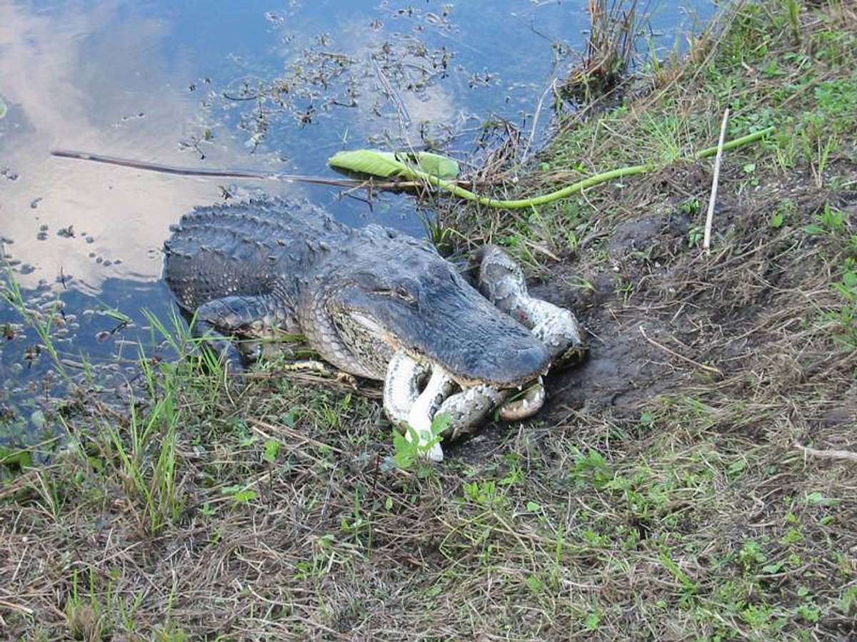 20 Tiere die töten 20 tiere die töten