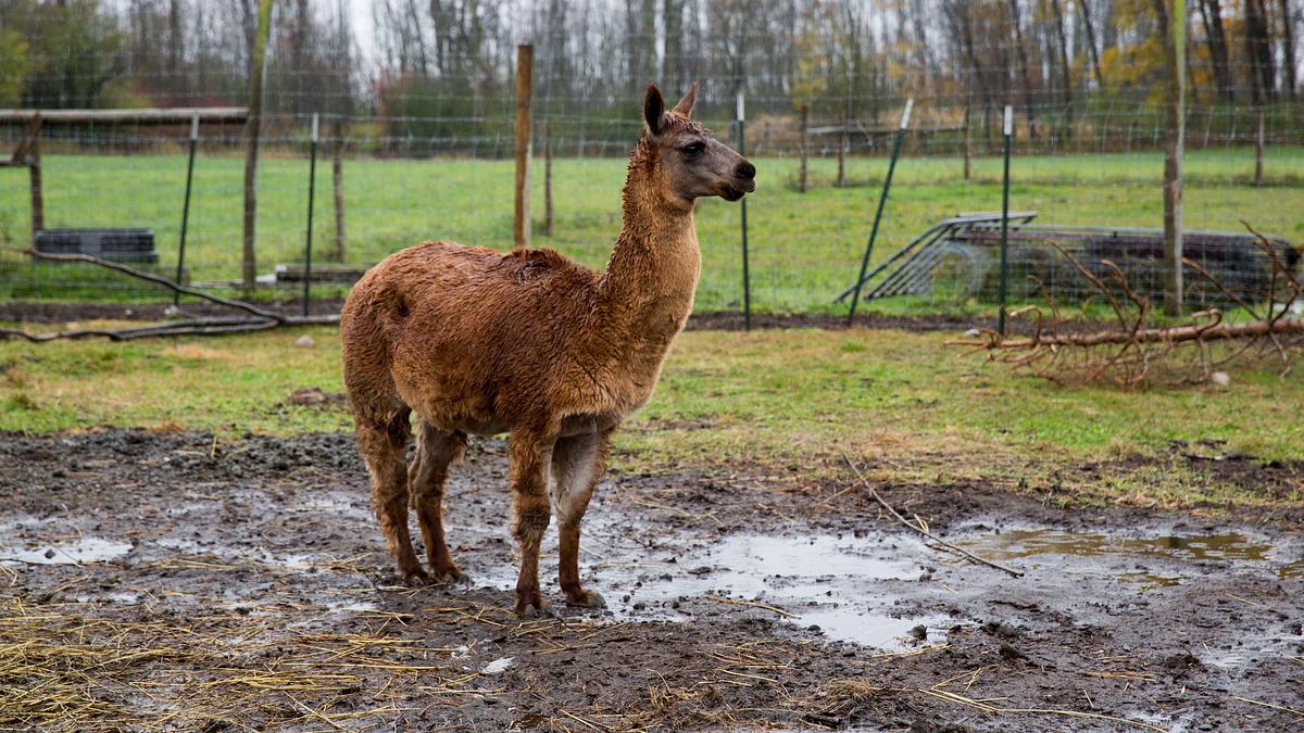 der unglaubliche dr. pol