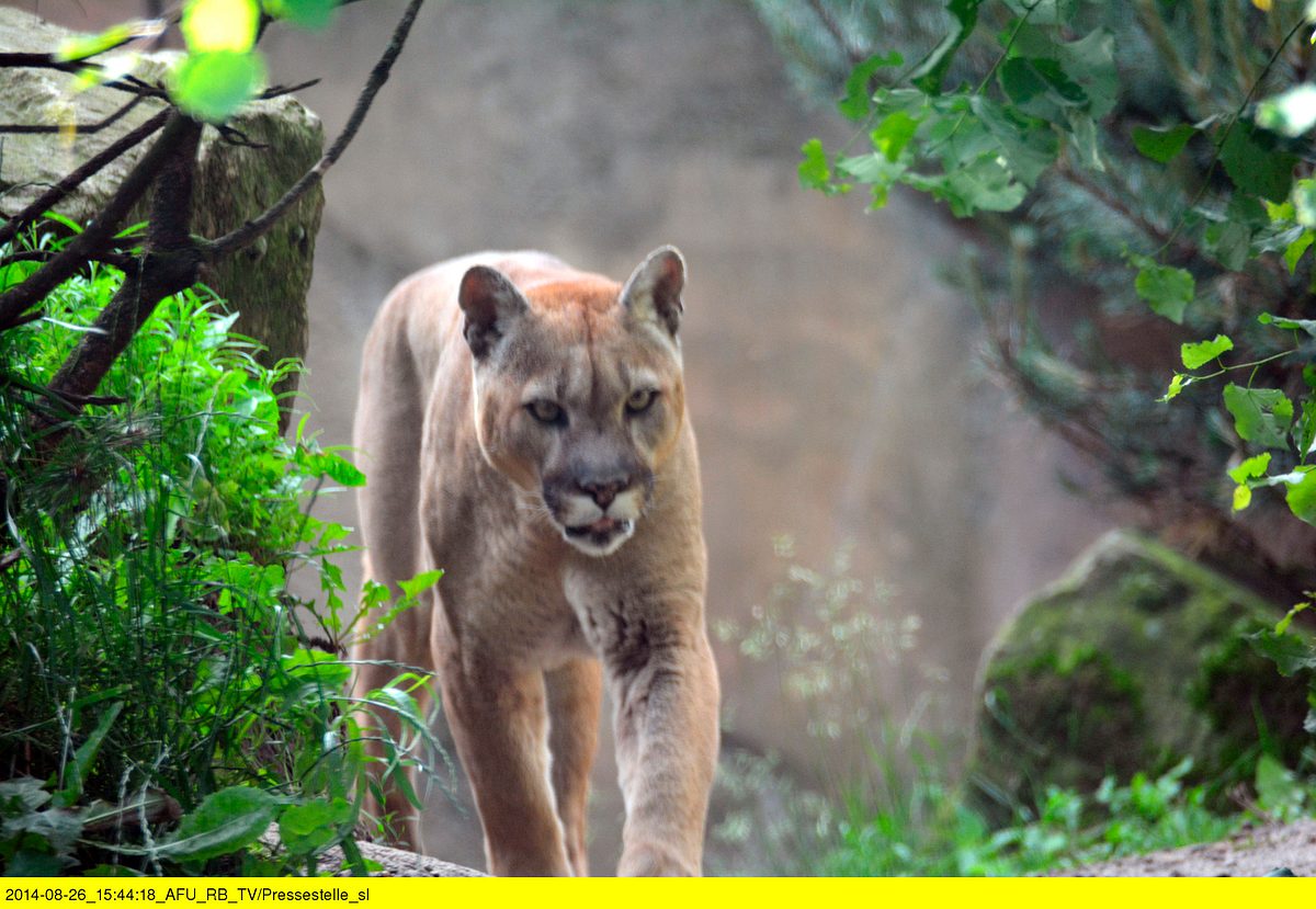Seehund, Puma & Co. seehund, puma & co.