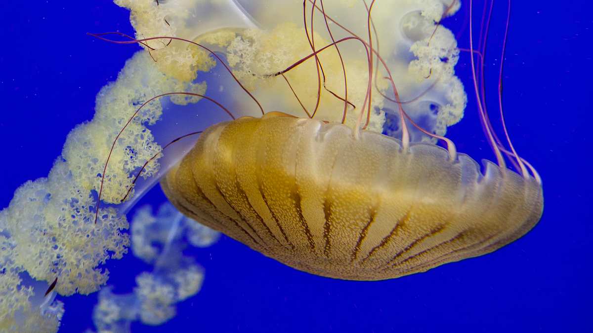 das atlanta-aquarium
