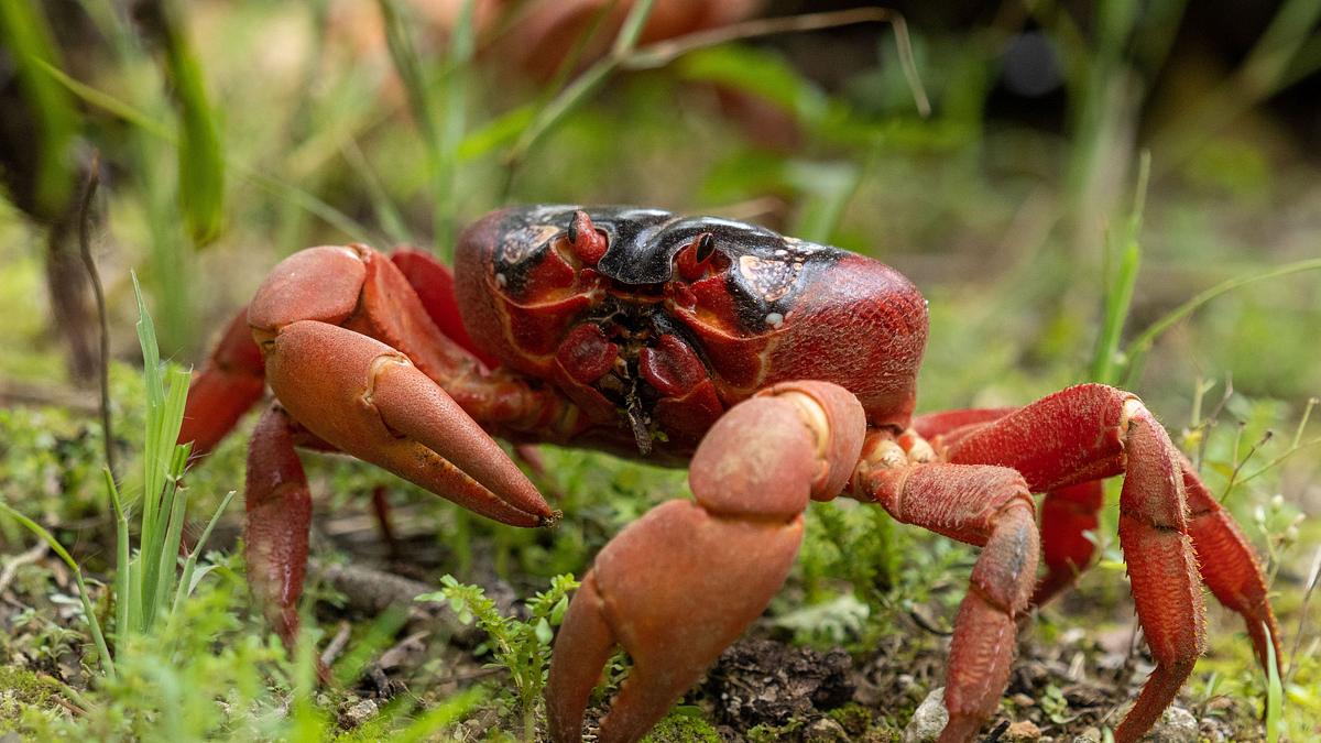 unglaubliche tierwanderungen