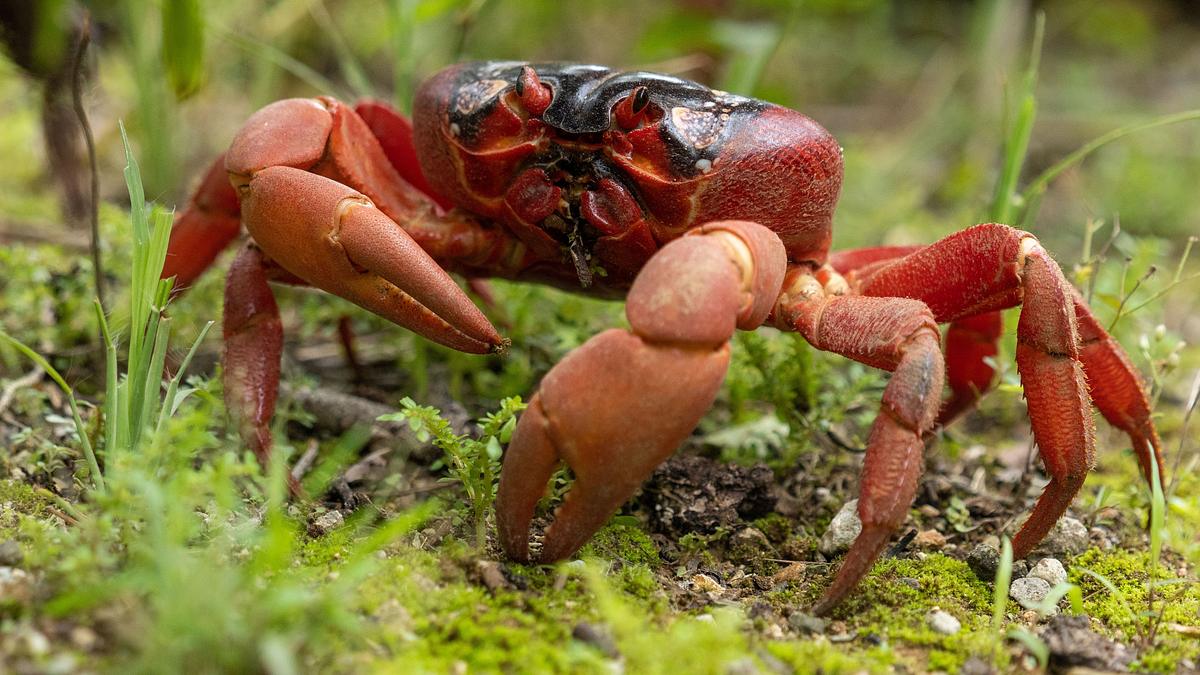 unglaubliche tierwanderungen