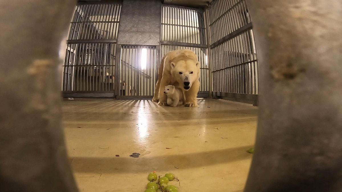 geheime tiergeburten