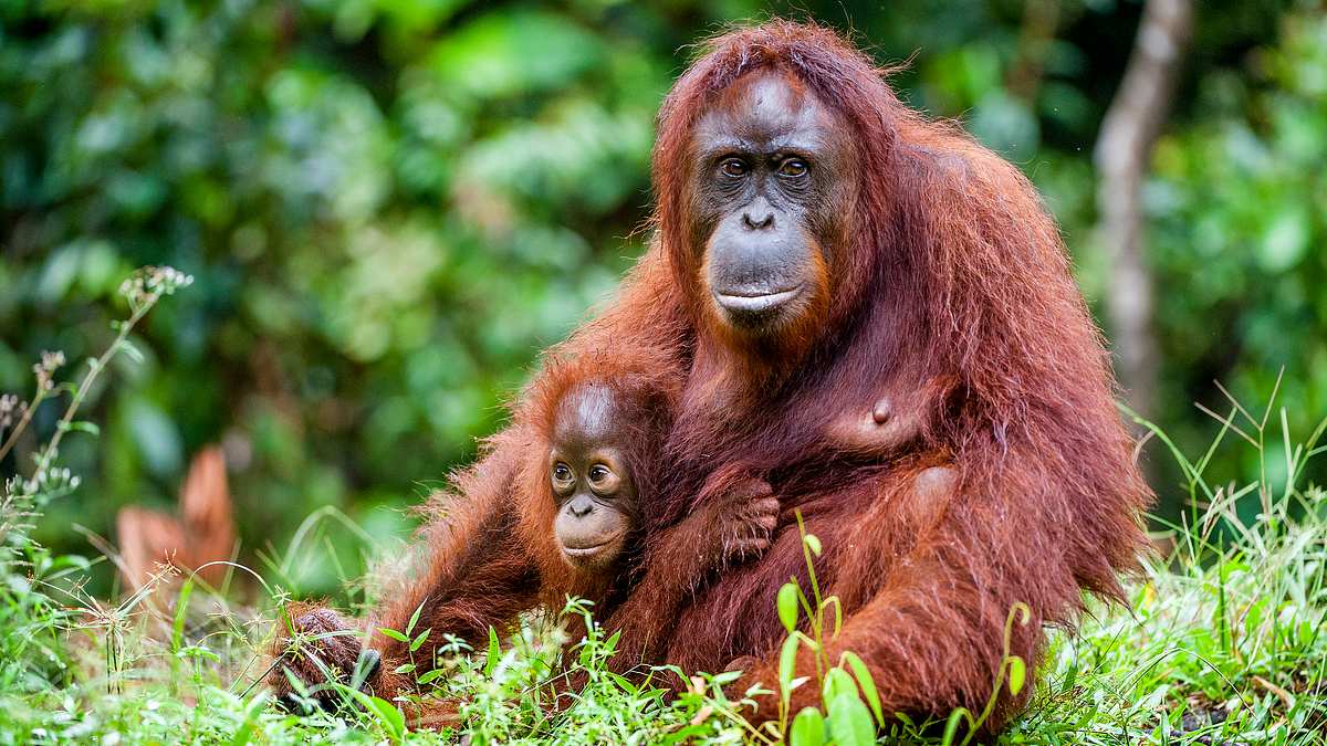 orang-utans - borneos waldmenschen