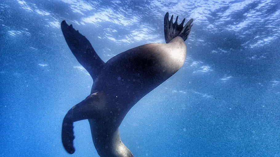 galapagos