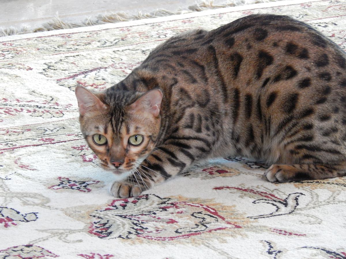 Der Katzenflüsterer der katzenflüsterer