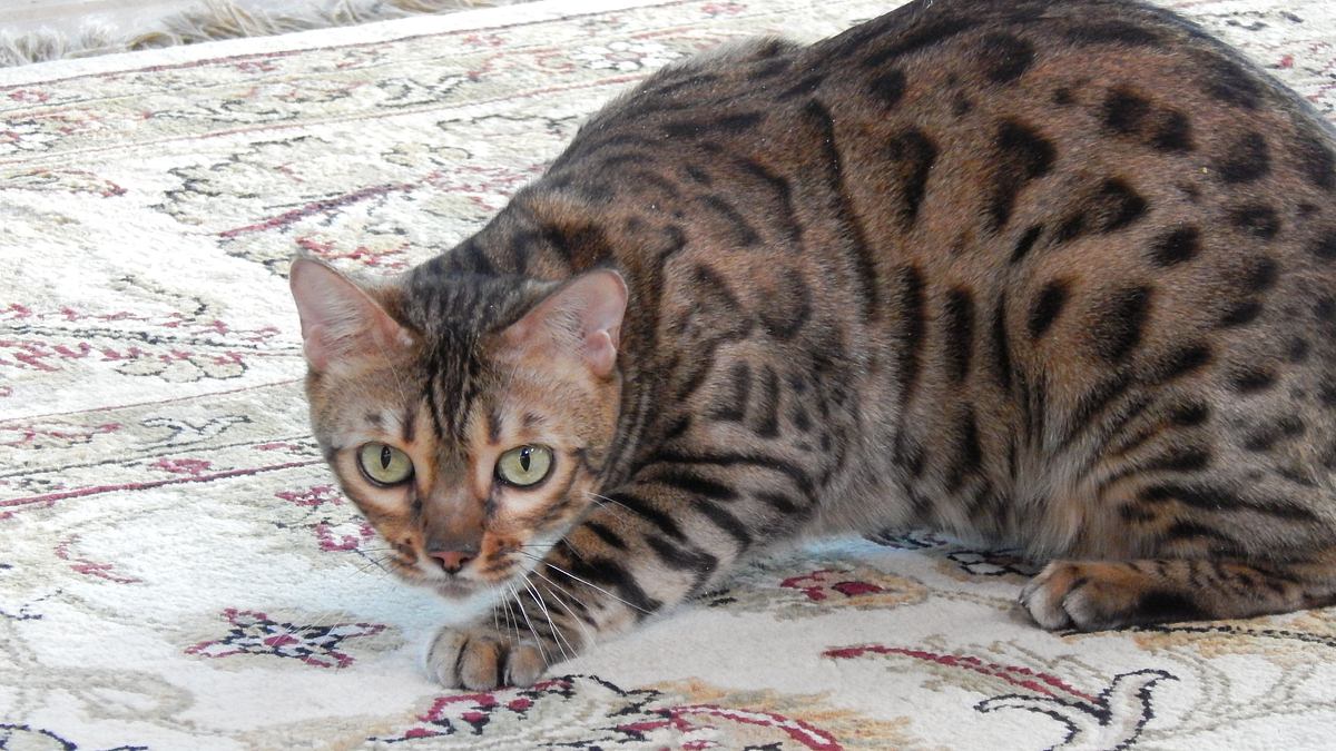 der katzenflüsterer