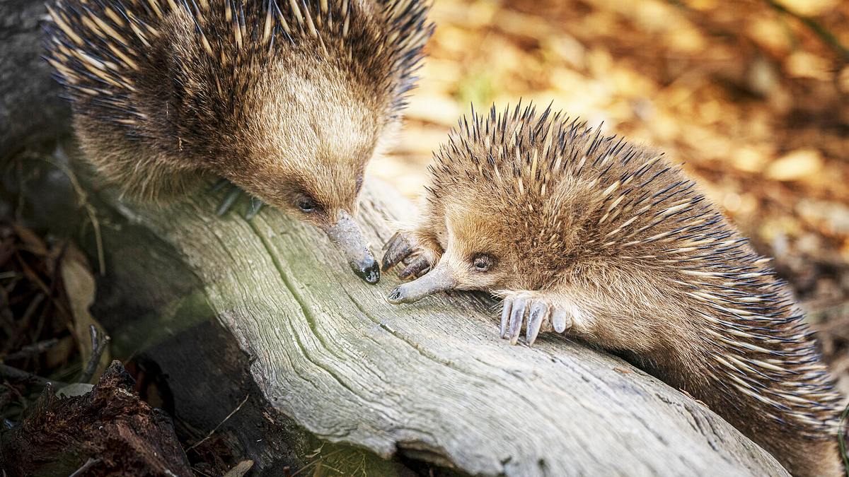 wildlife diaries australien