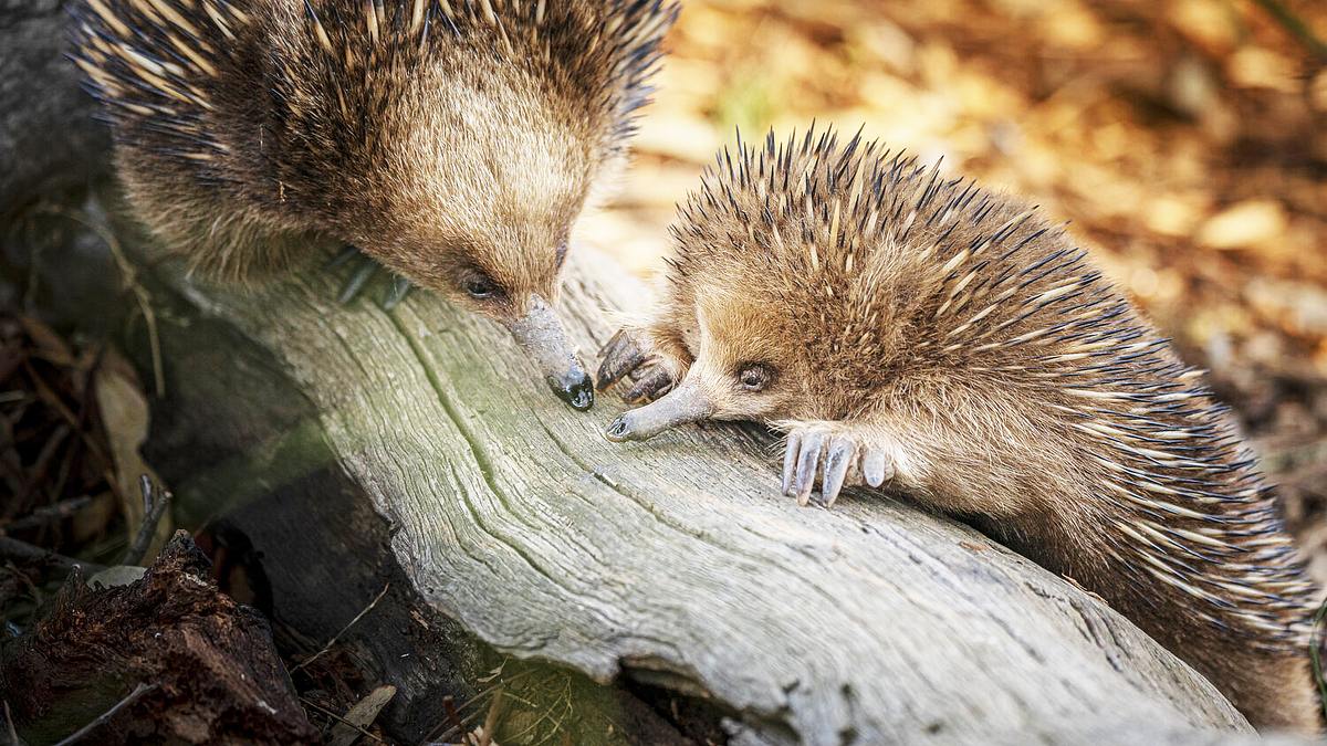 wildlife diaries australien
