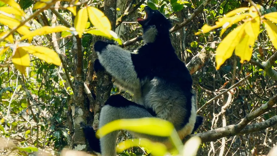 Tierische Überflieger tierische überflieger