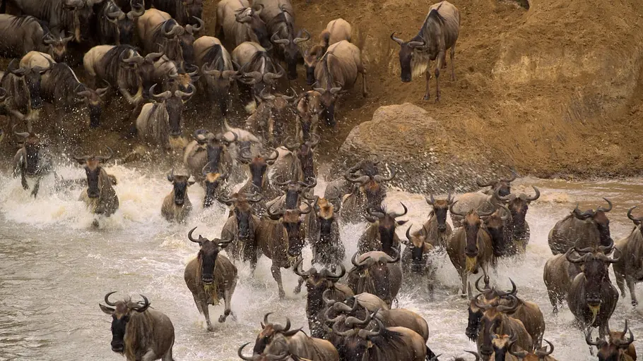 Afrikas Ikonen der Tierwelt afrikas ikonen der tierwelt