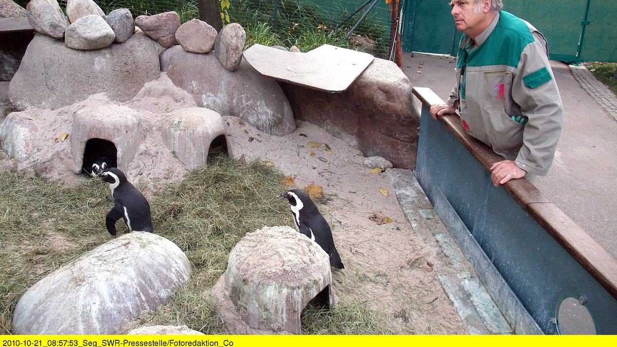 eisbär, affe & co.