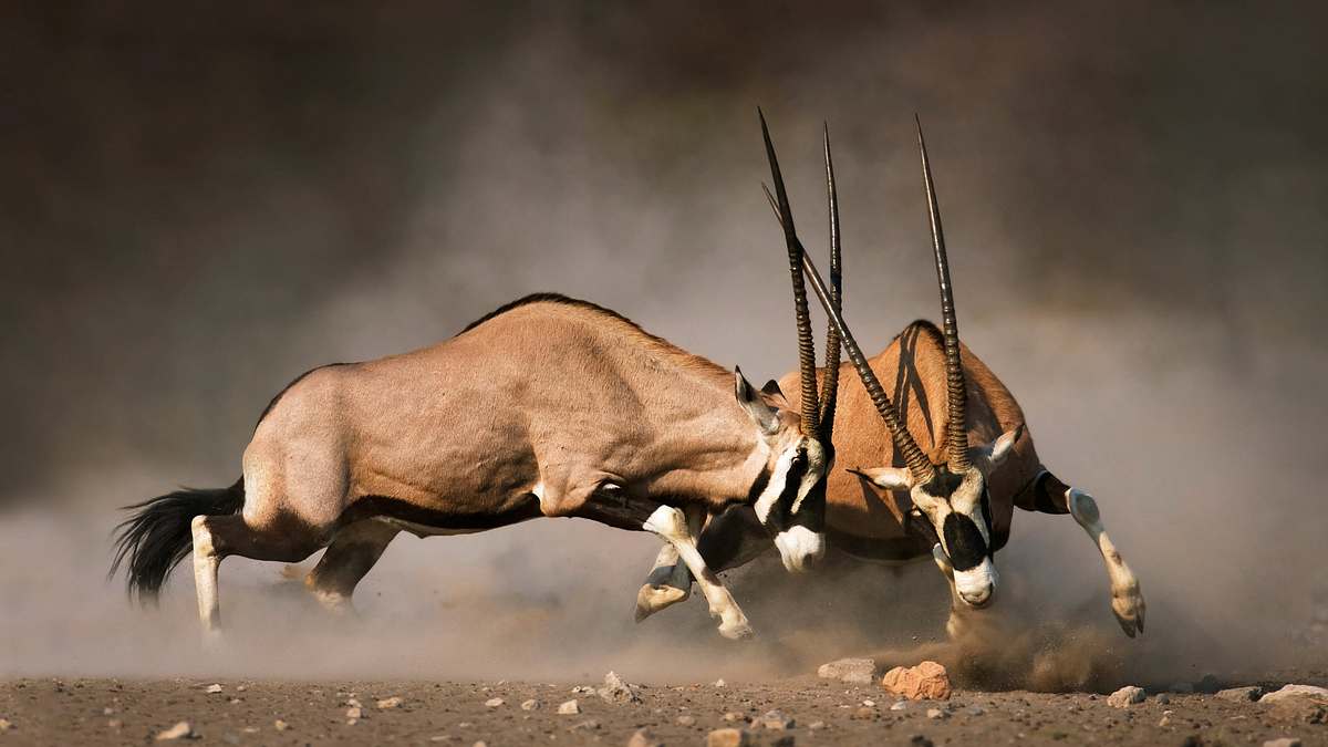 Animal Fight Club