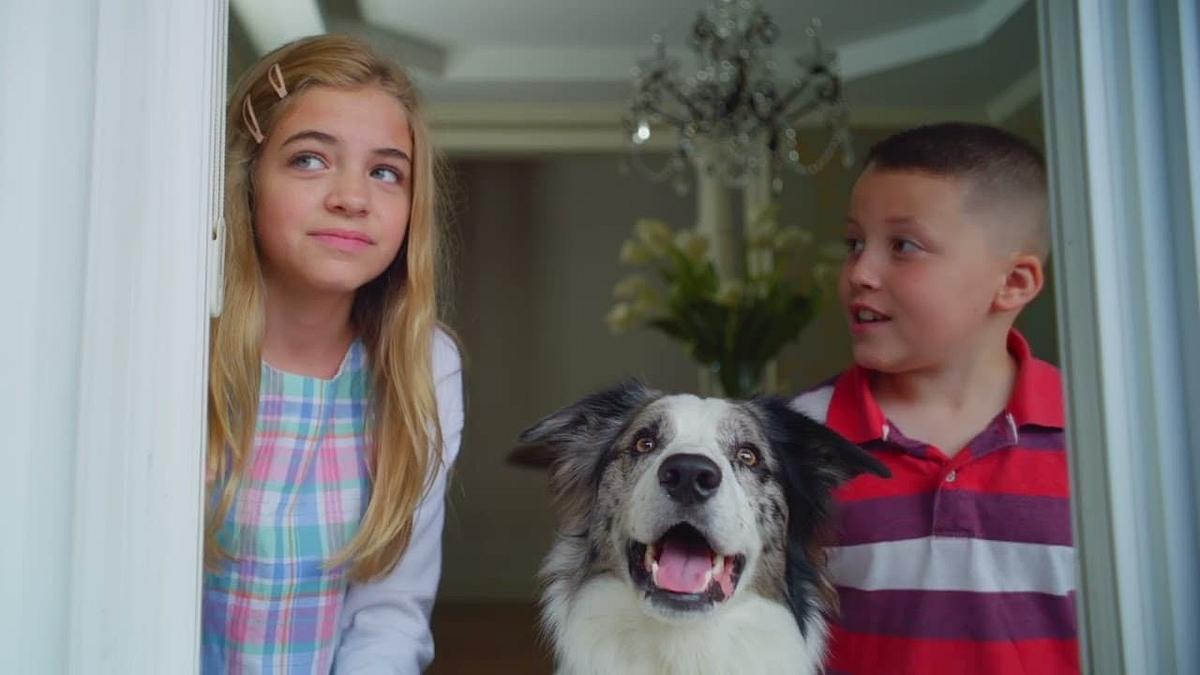Die Hunde-Gang - Helden auf vier Pfoten Die Hunde-Gang - Helden auf vier Pfoten