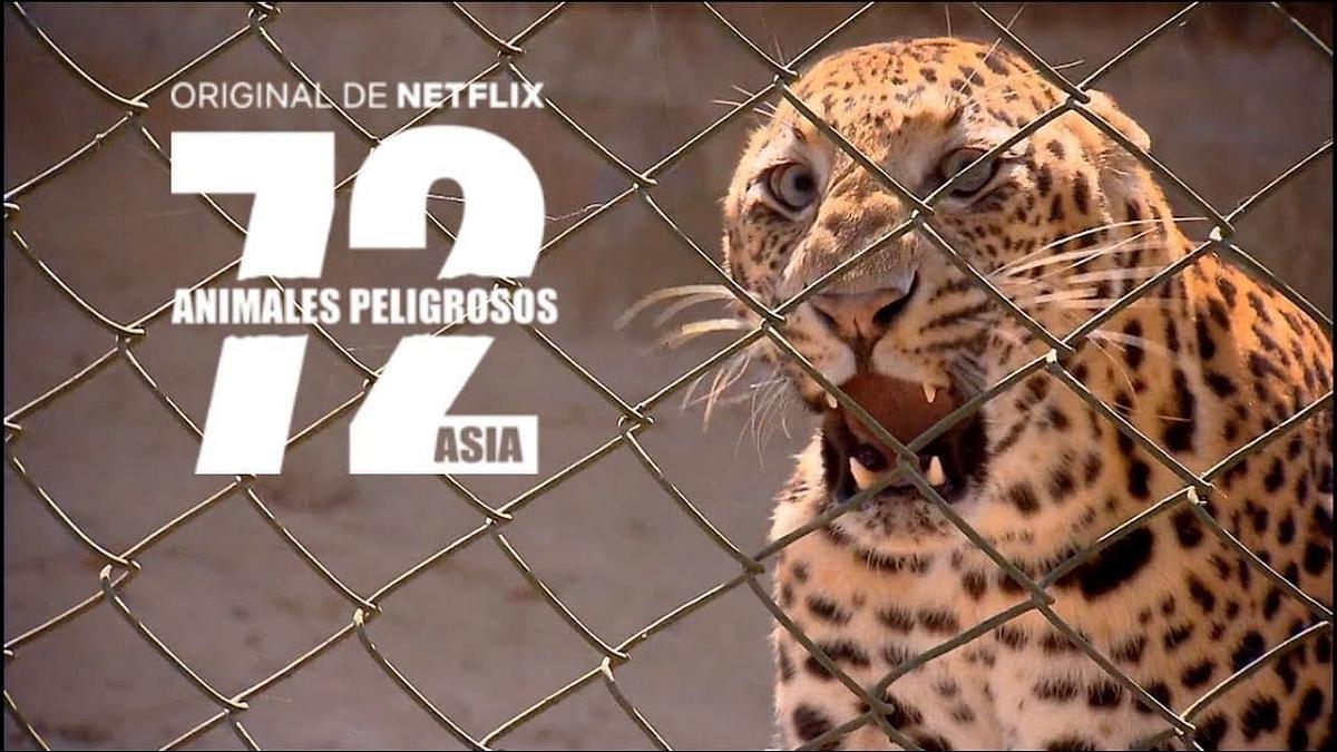 72 gefährliche Tiere: Asien